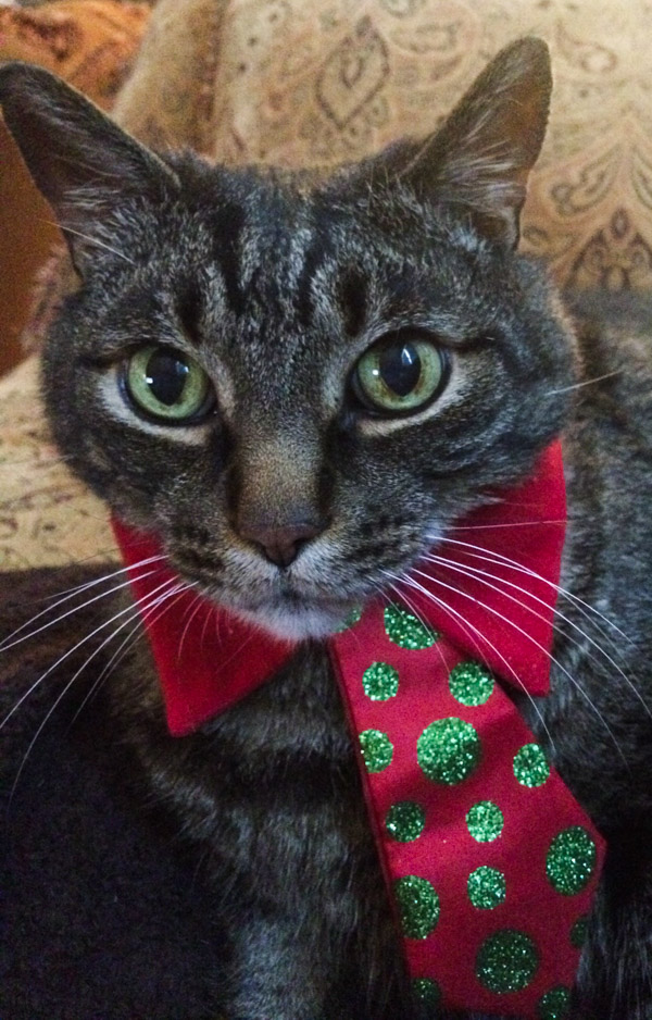 Cooper in His Christmas Tie