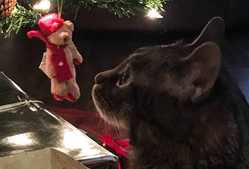 Cooper's Christmas Bear