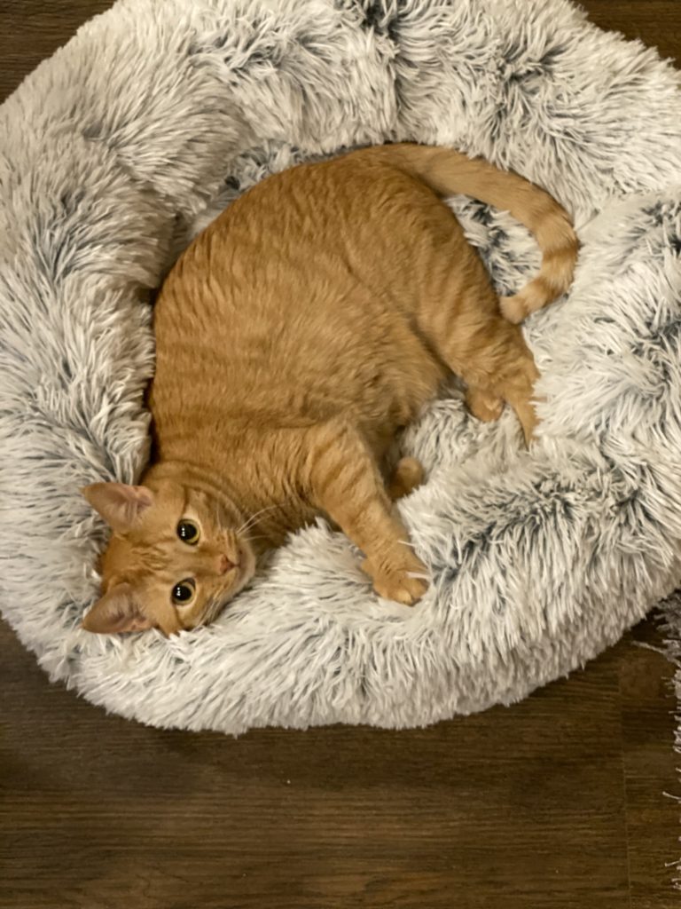 Marmalade tabby hot sale cat