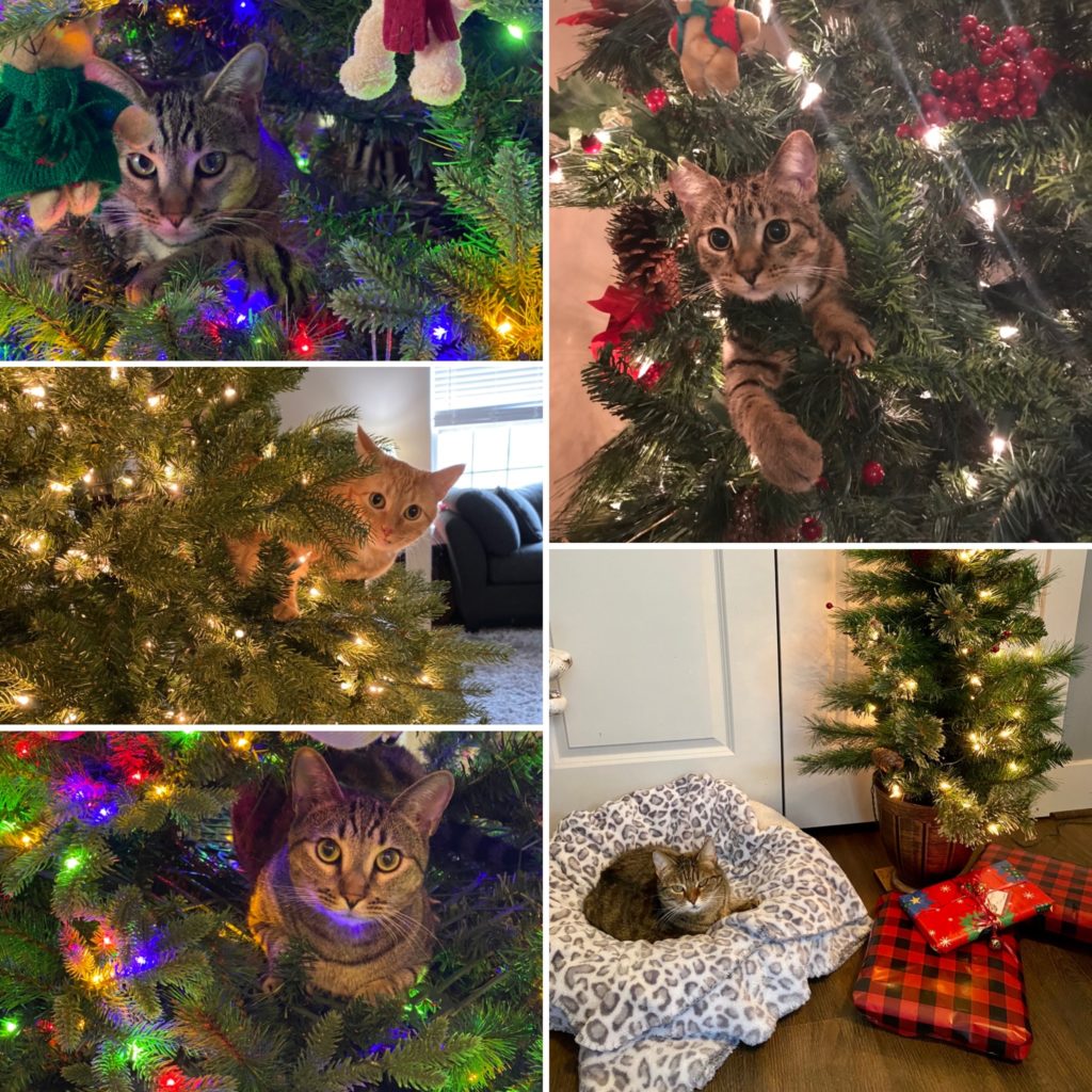 Tabby Tuesday Christmas 2020