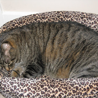 Cooper in cat bed