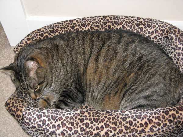 Cooper in cat bed