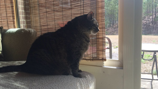 Cooper in sunroom