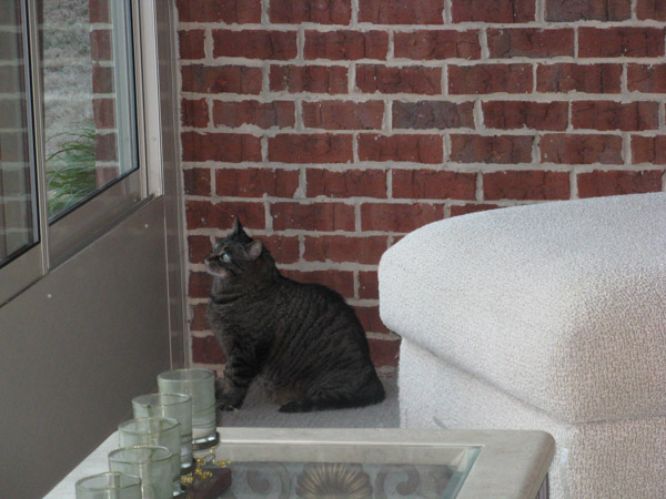 Cooper in sunroom