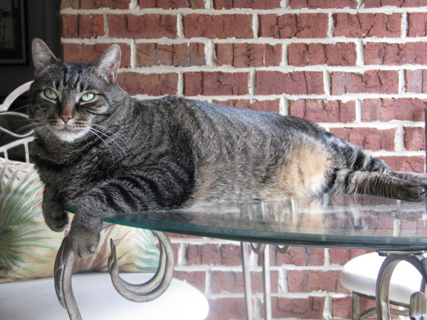 Cooper on glass table