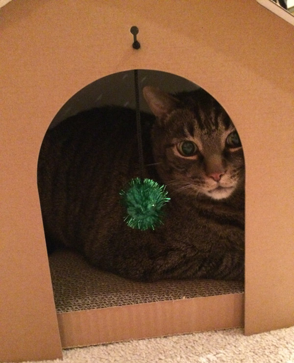 Cooper in cat house