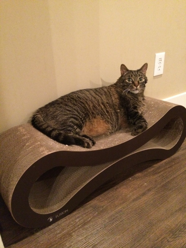 Cooper on Fusion cat scratcher