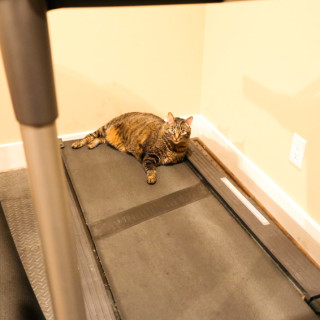 Cooper on treadmill