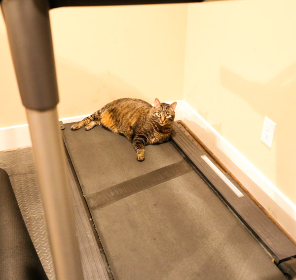 Cooper on treadmill