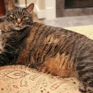 Cooper on sofa