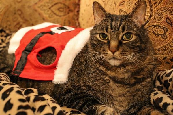 Cooper in Santa Suit