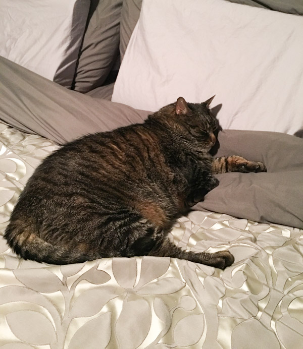 Cooper resting on pillow