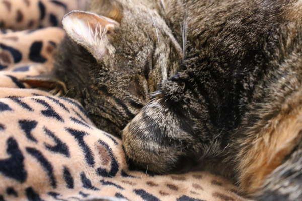 Closeup of Cooper covering his face