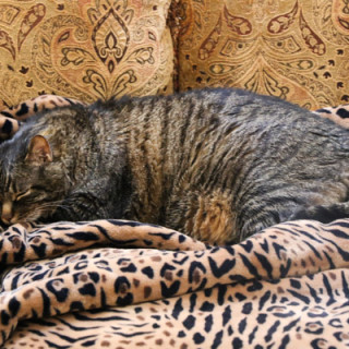 Cooper asleep on his tiger blanket