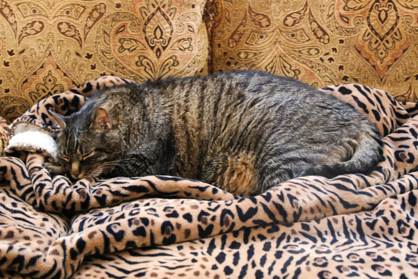 Cooper asleep on his tiger blanket