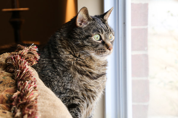 Cooper looking out window