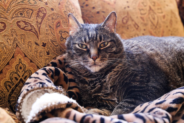 Cooper awake on his tiger blanket