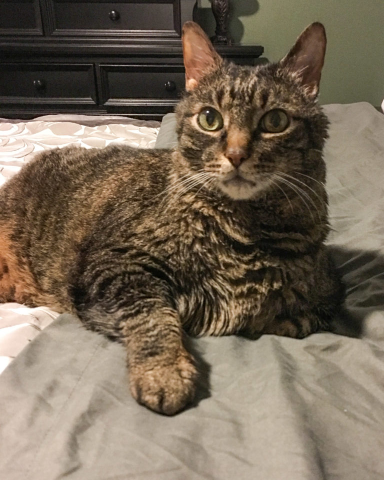 Cooper relaxed on the bed