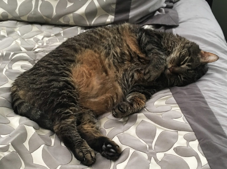 Cooper resting