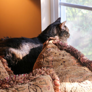 Cooper back at his favorite window