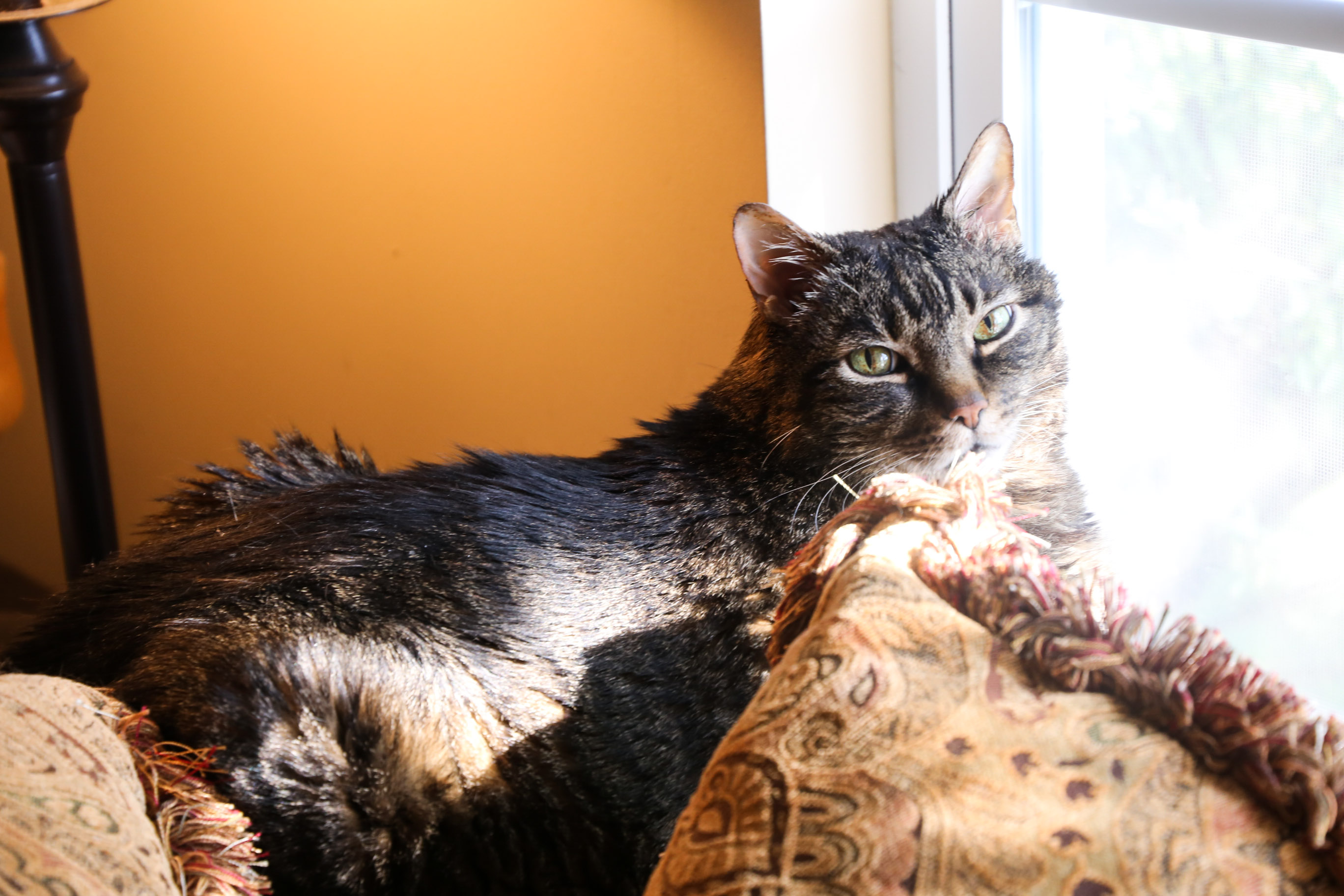 Cooper back at his favorite window