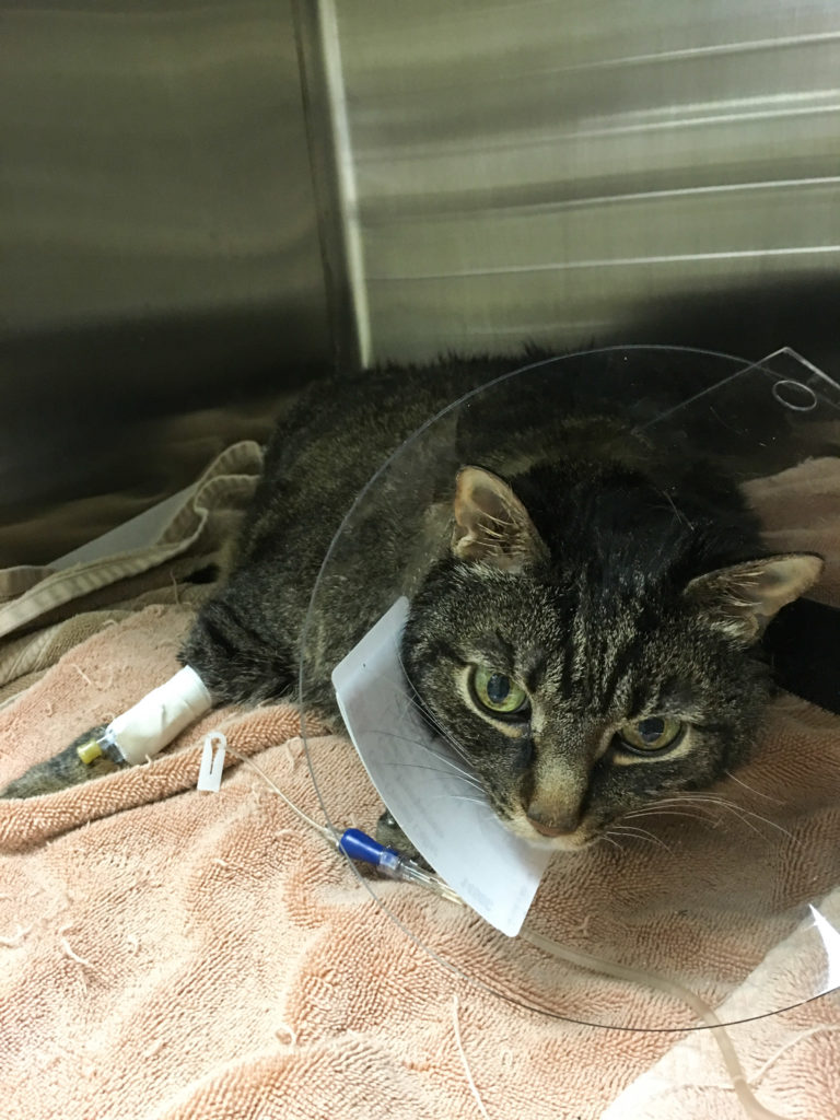 Cooper in ICU