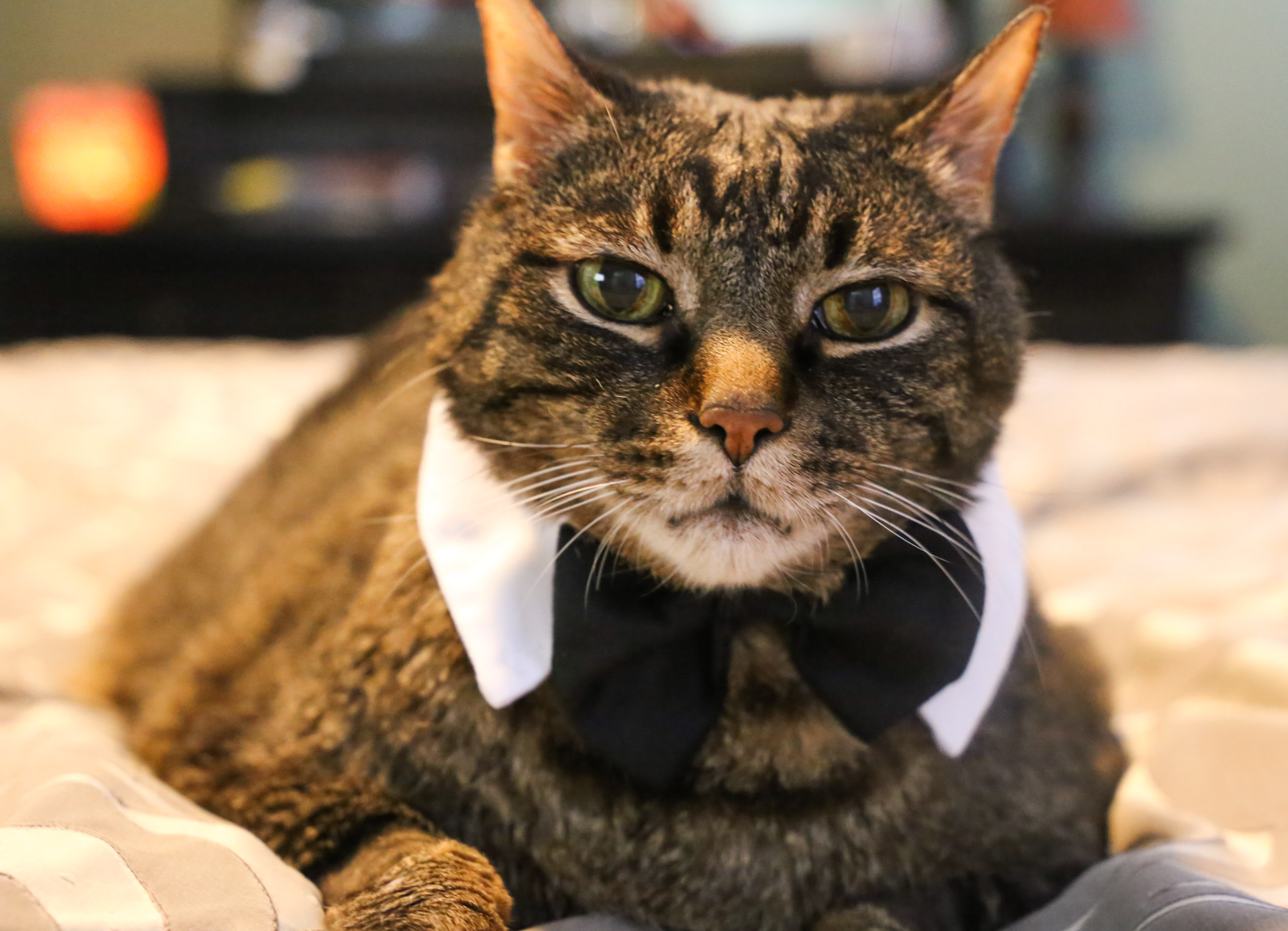 Cooper with black tie