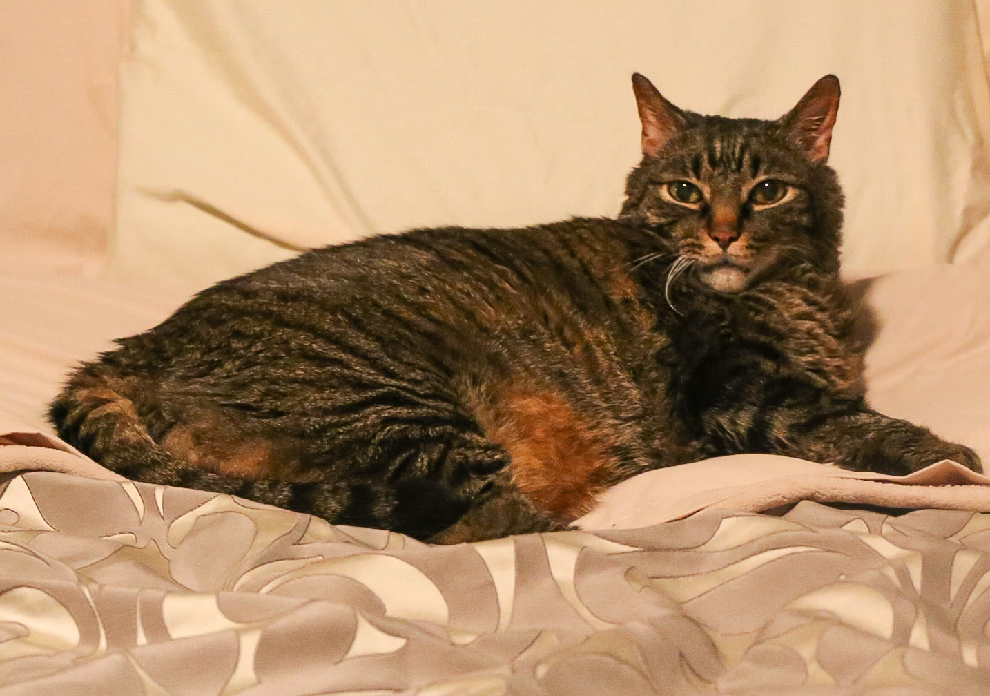 Cooper keeping the bed warm