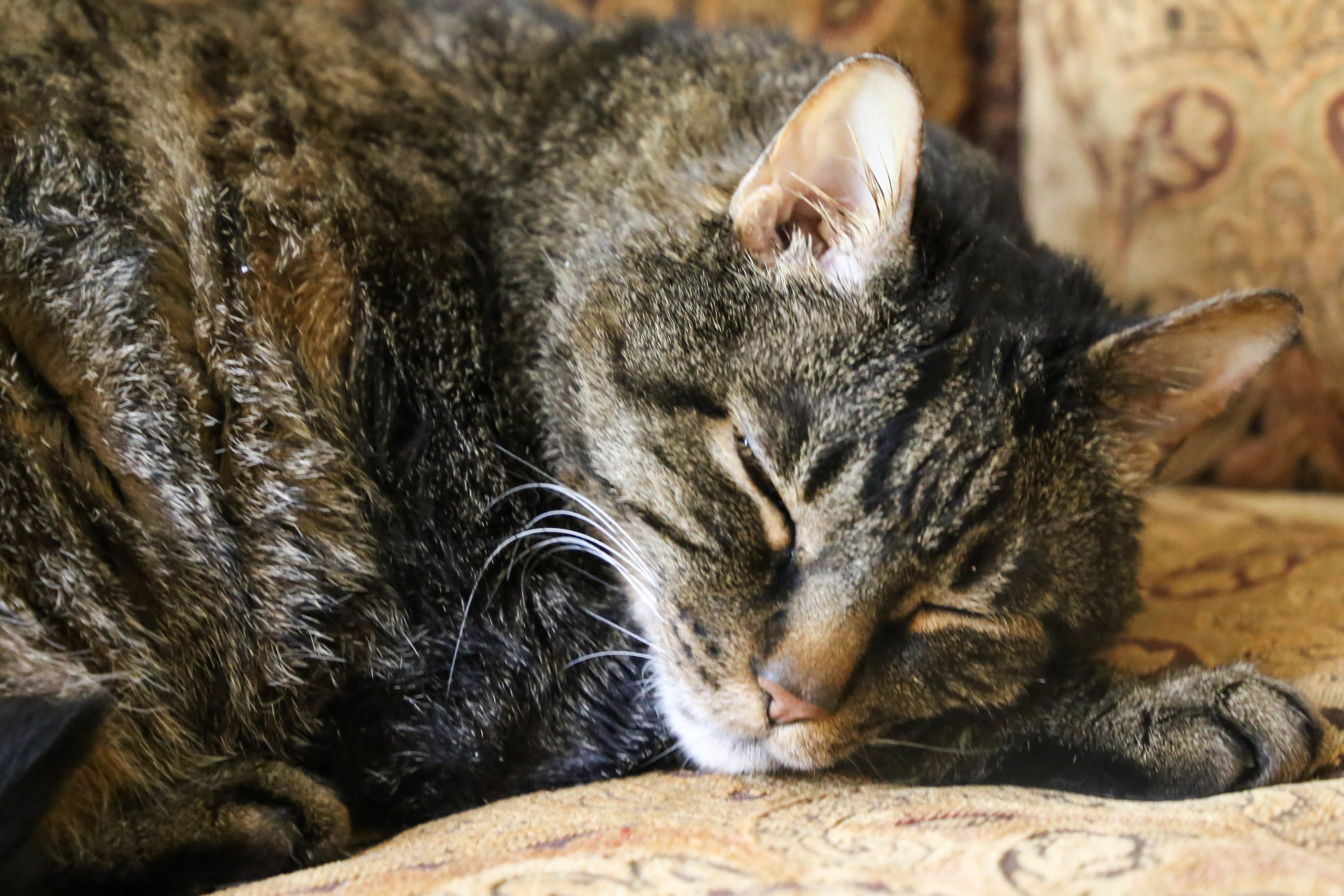 Cooper Napping