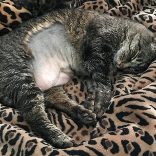 Cooper Shaved Belly