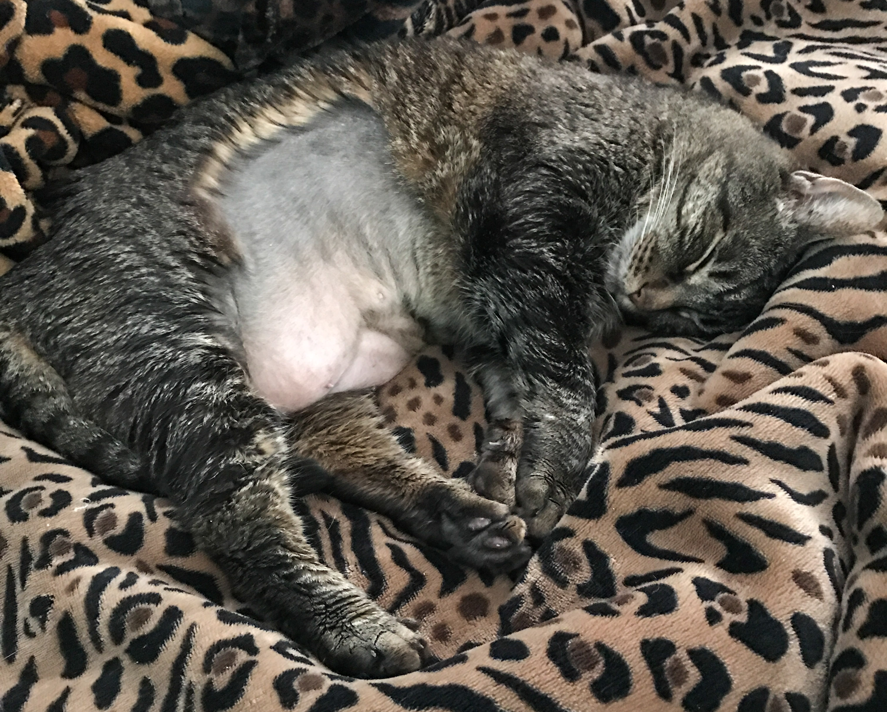 Cooper Shaved Belly