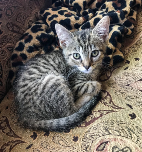 Introducing Ranger