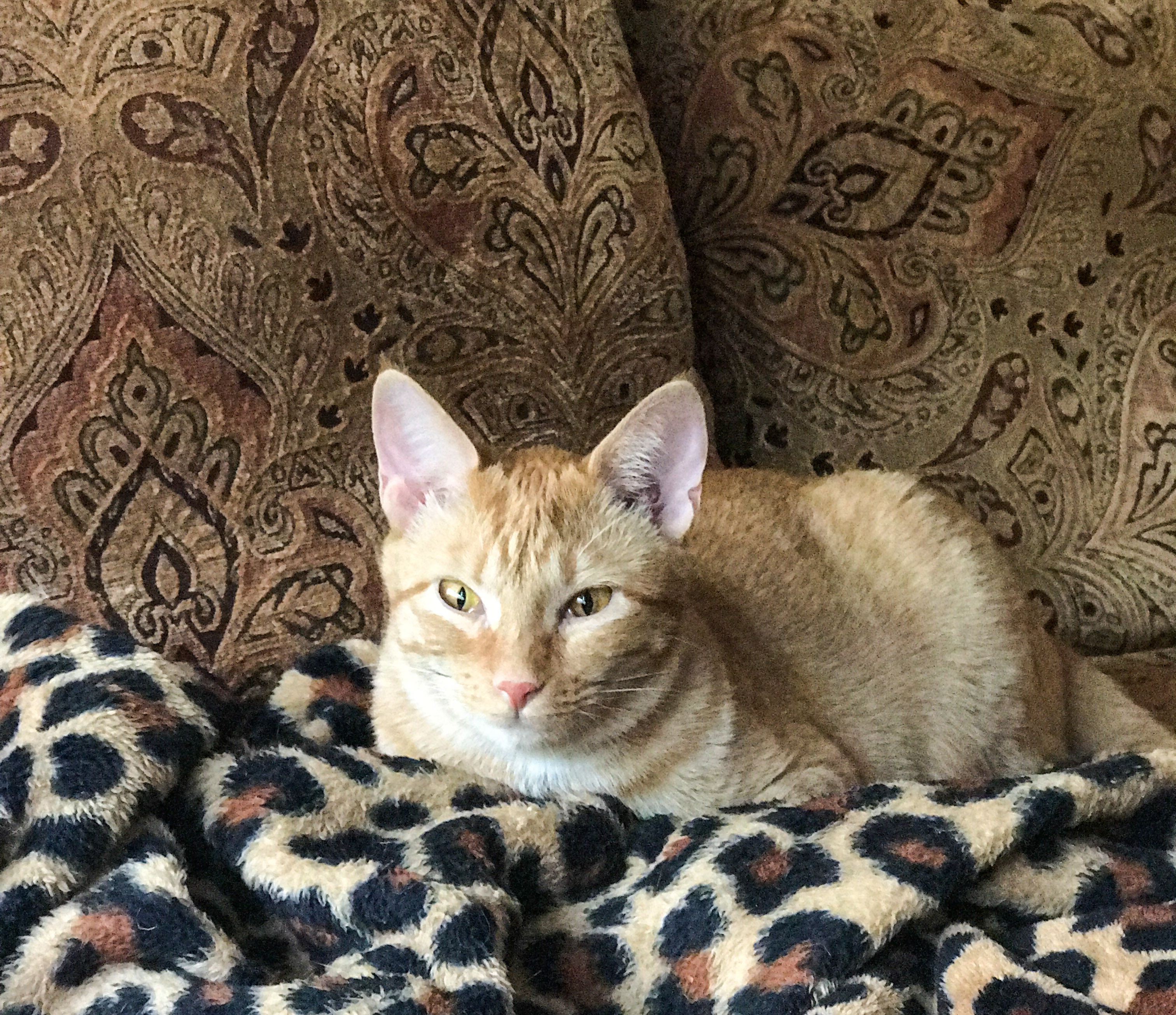 Marmalade Relaxing on Blanket