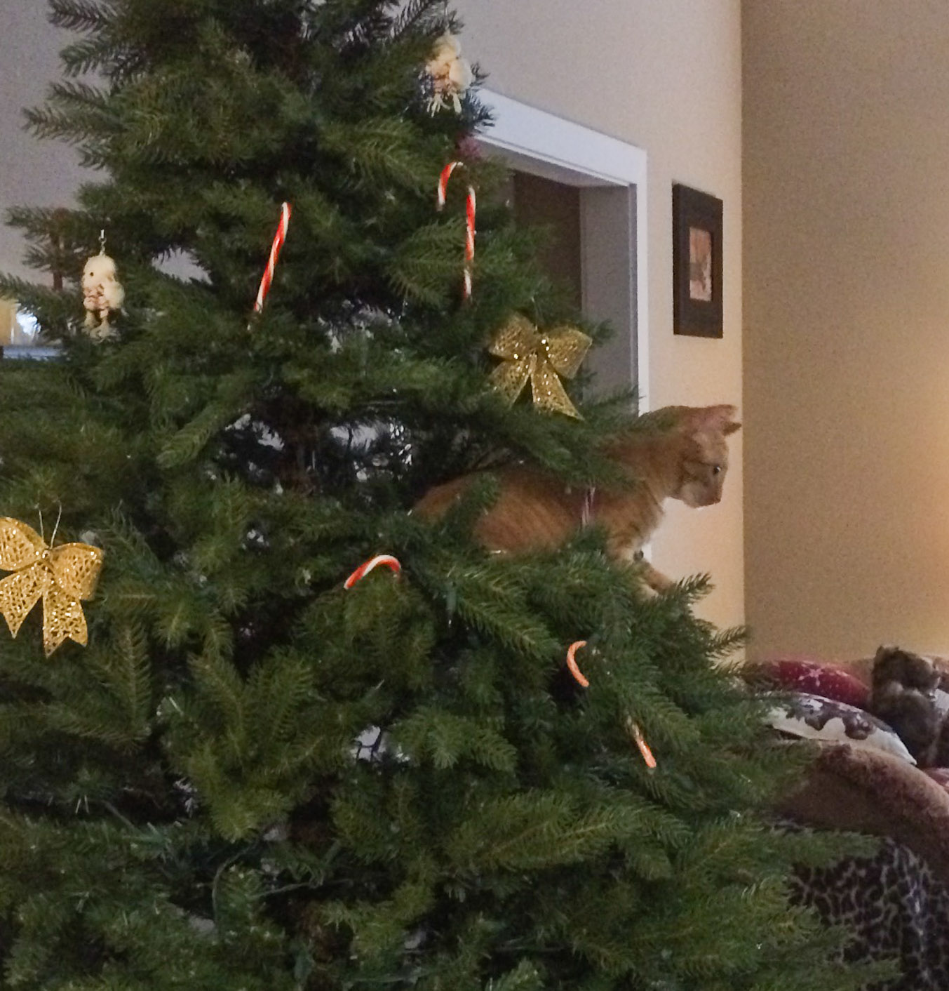Marmalade in Christmas Tree