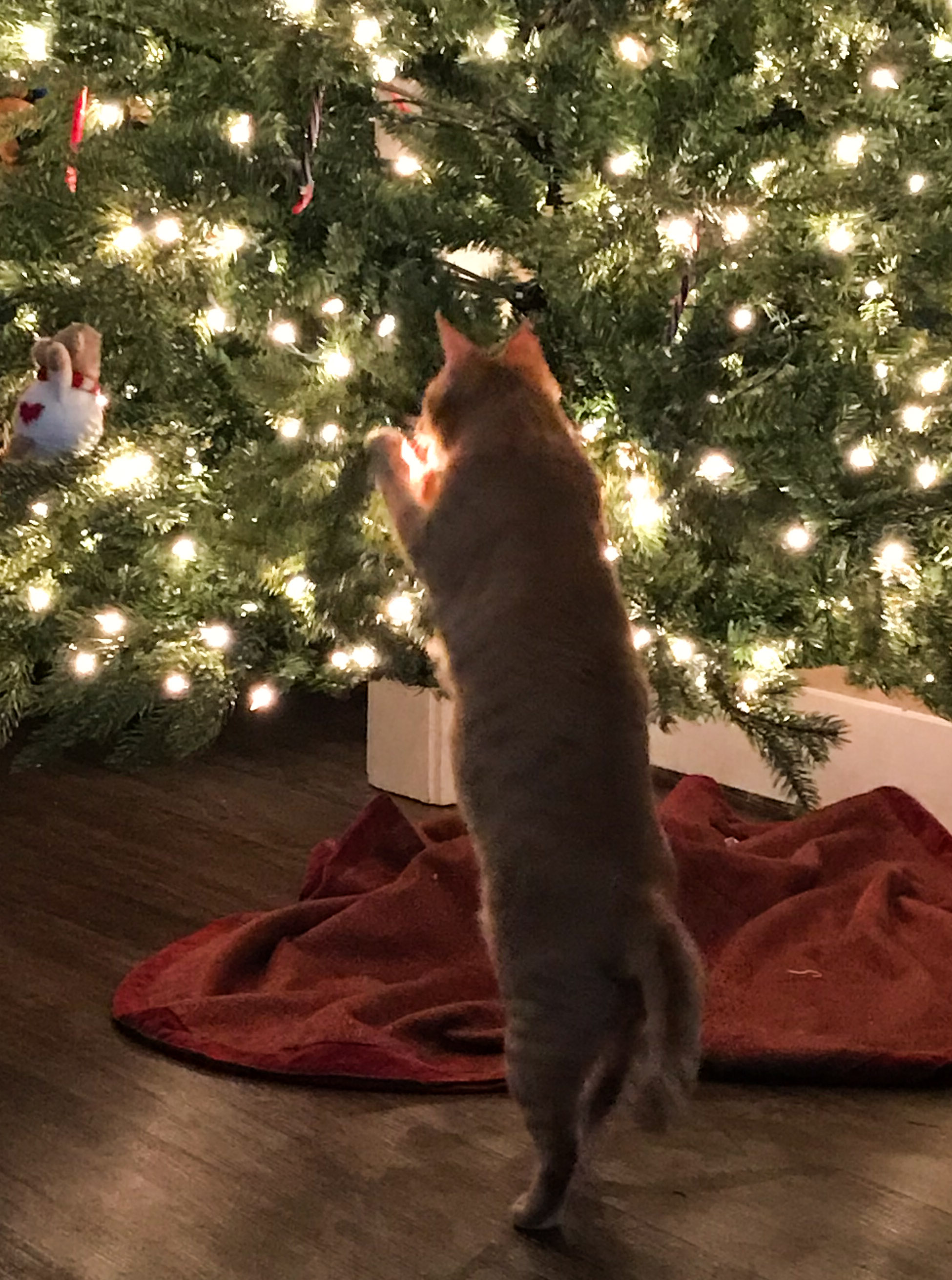 Marmalade & Christmas Tree