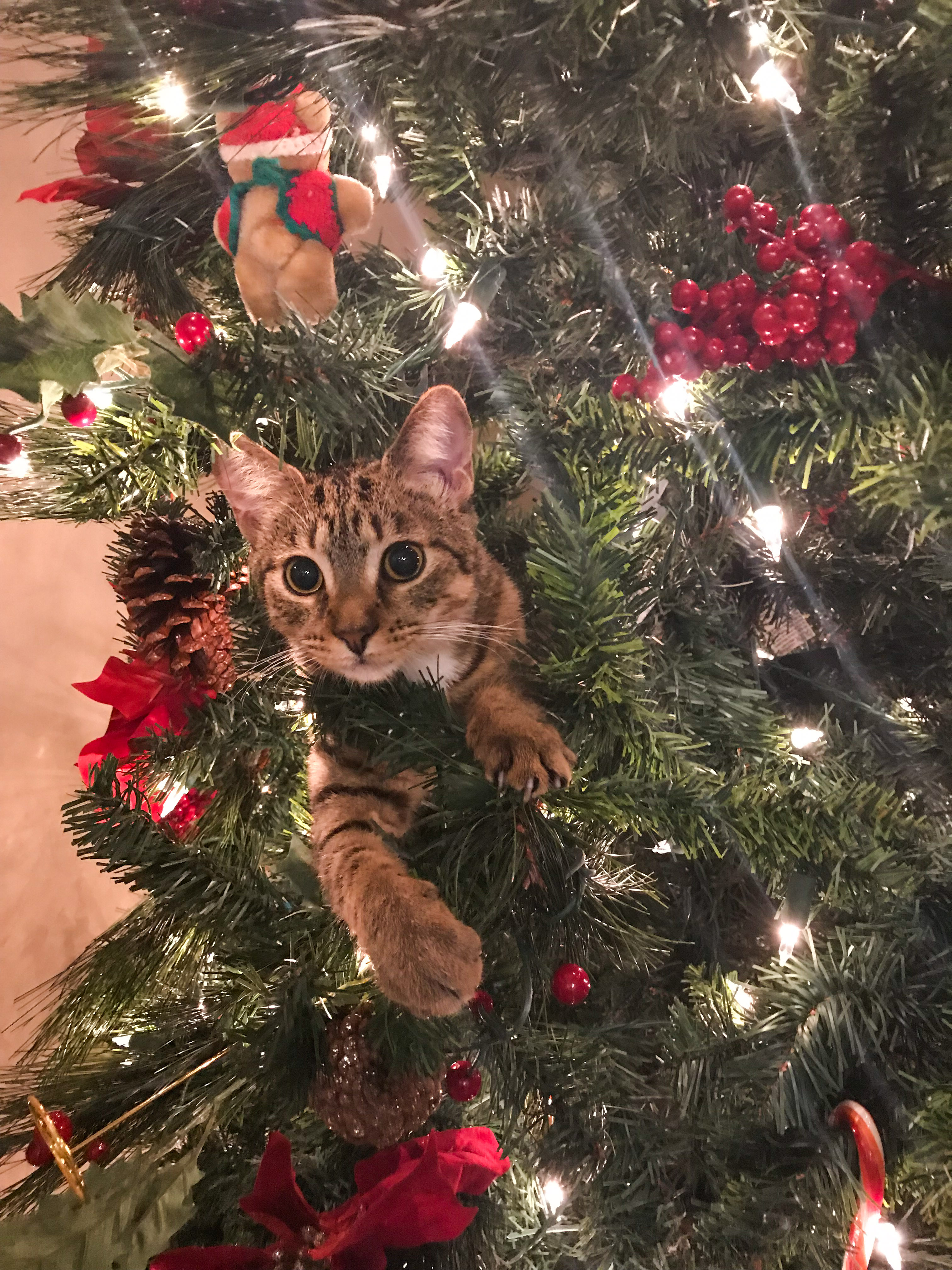 Ranger in the Christmas Tree