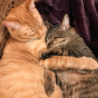 Ranger & Marmalade Cuddled Together