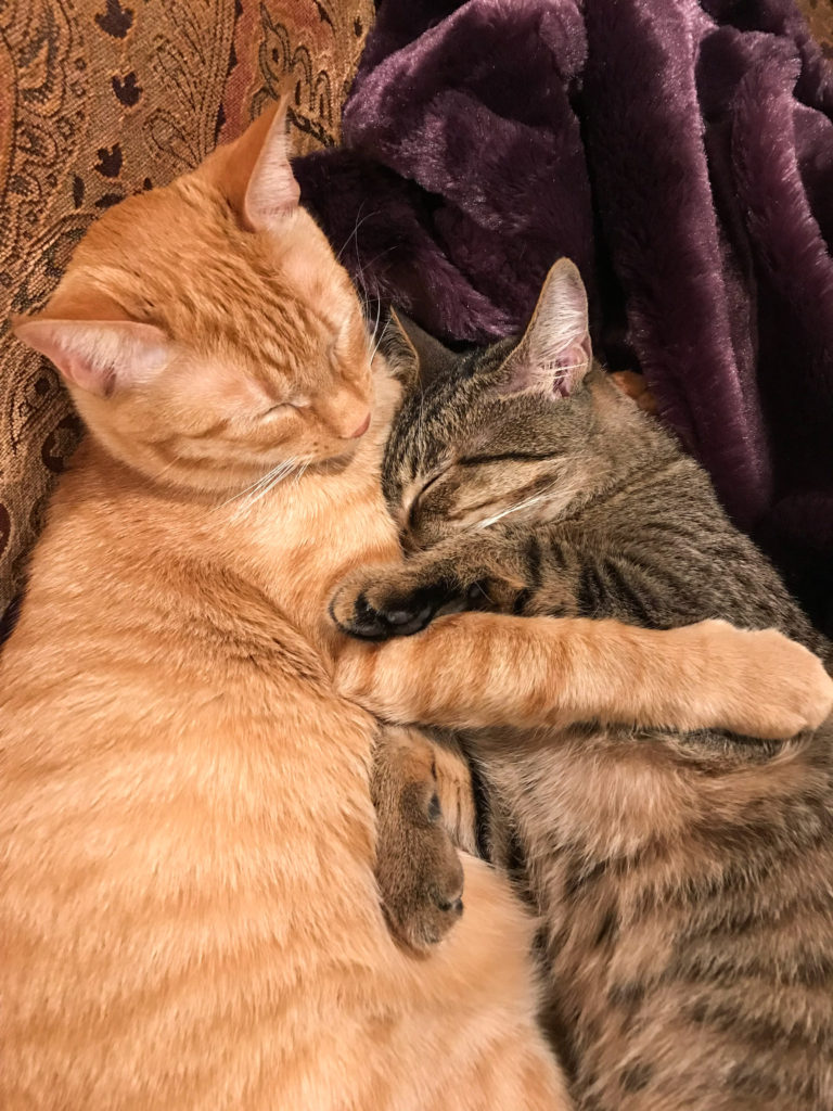 Ranger & Marmalade Cuddled Together