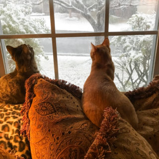 Ranger & Marmalade watching the snow