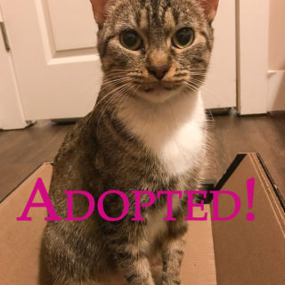 Sophie Adopted