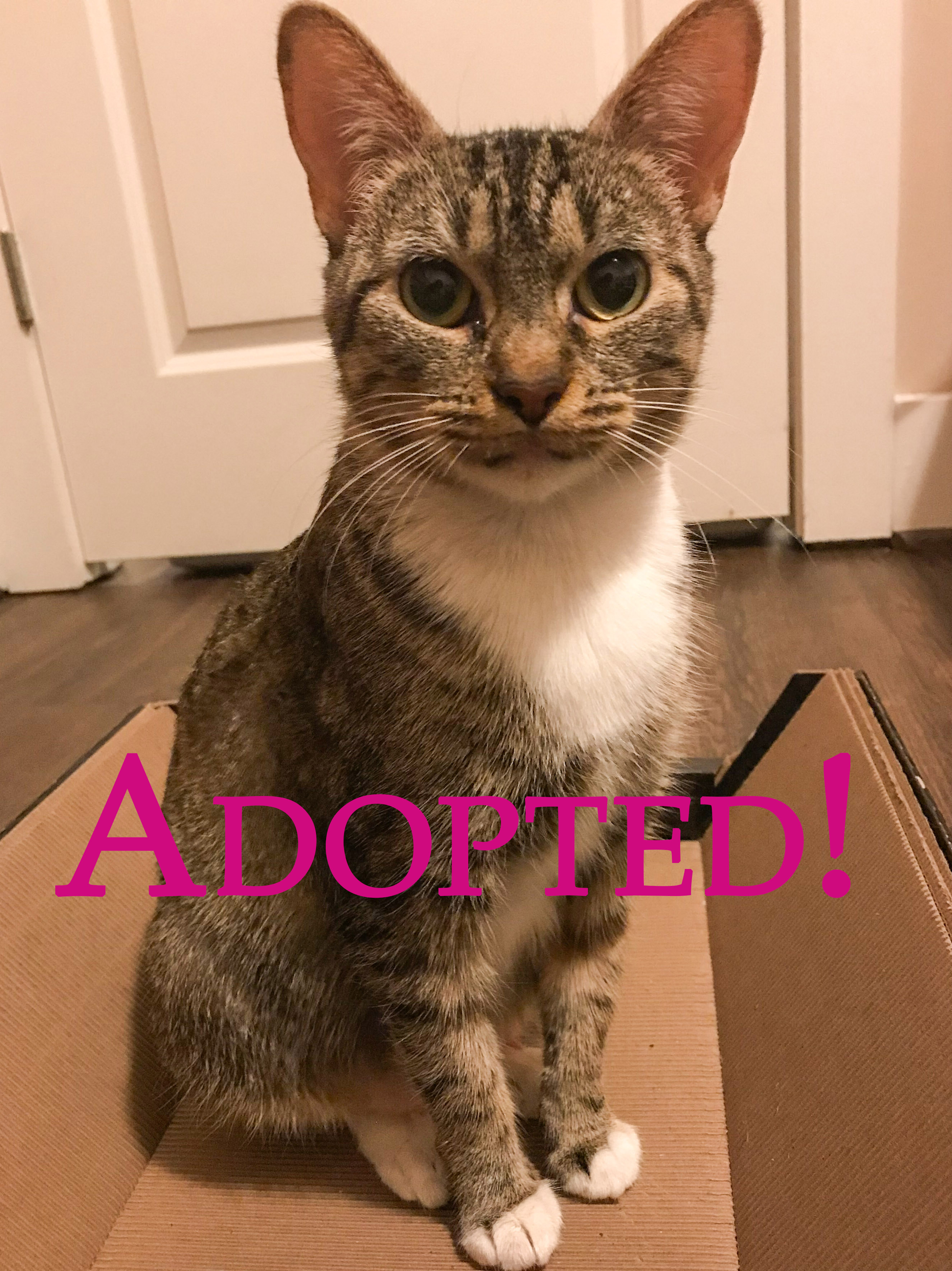 Sophie Adopted