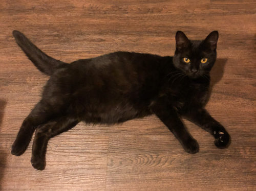 Ebony