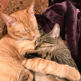 Marmalade & Ranger Cuddling