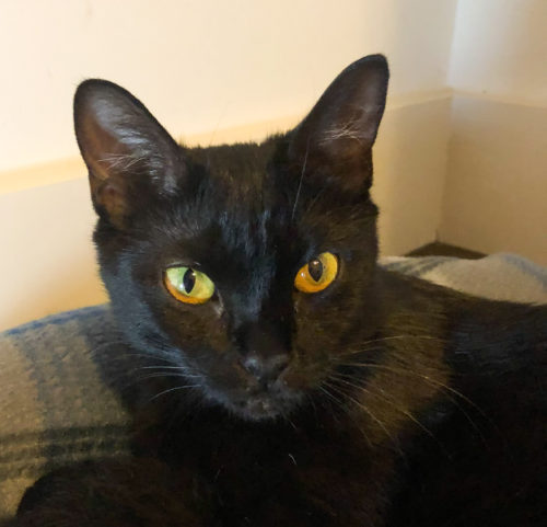 Ebony