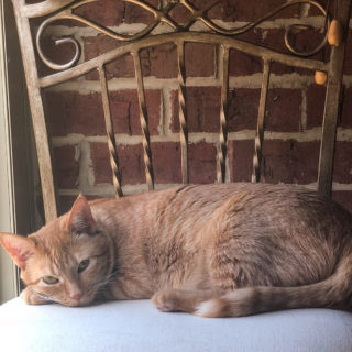 Marmalade in sunroom