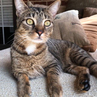 Ranger in the Sunroom