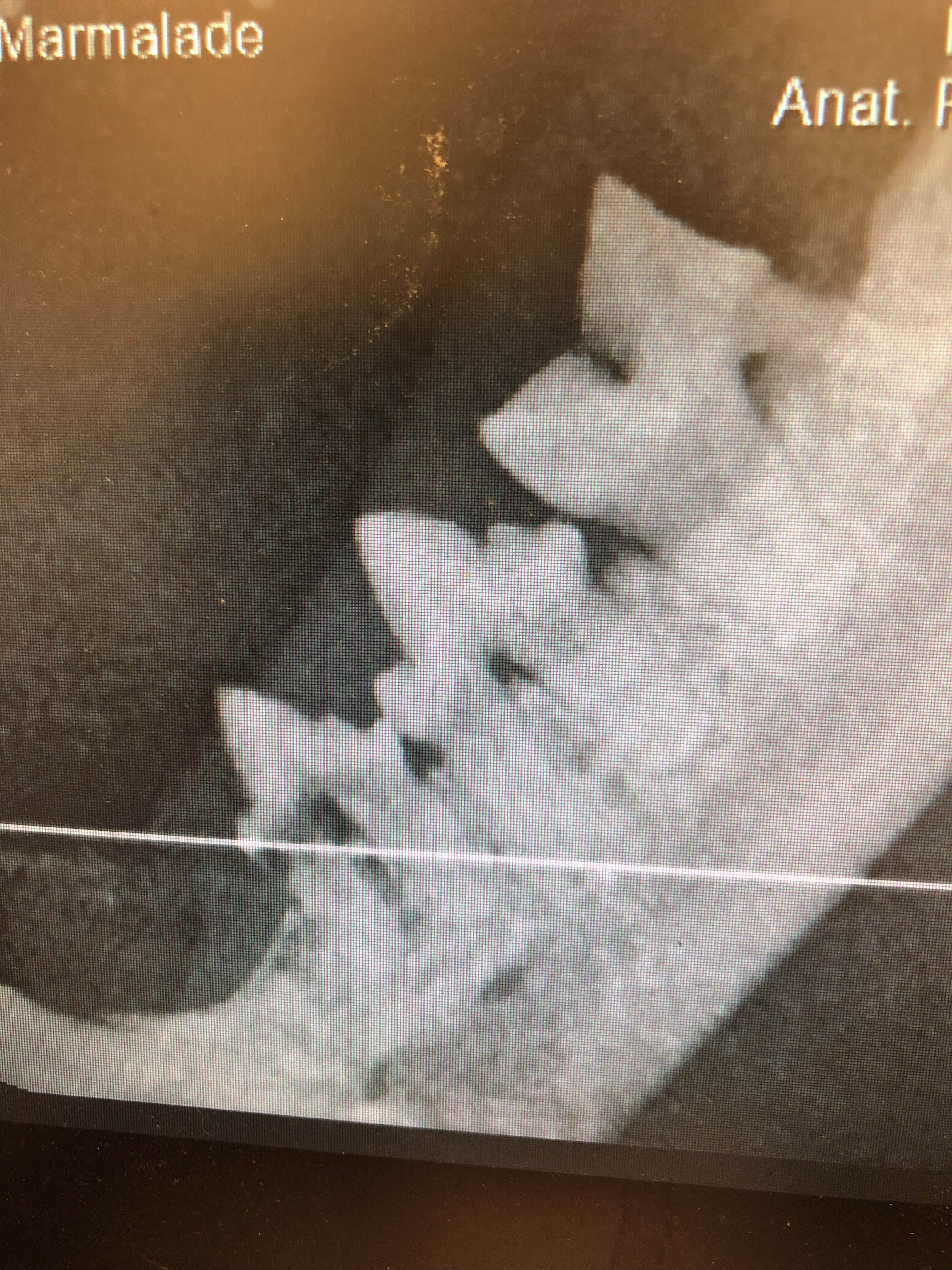 Marmalade's Dental X-rays