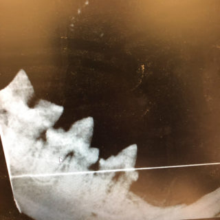 Marmalade's Dental X-rays