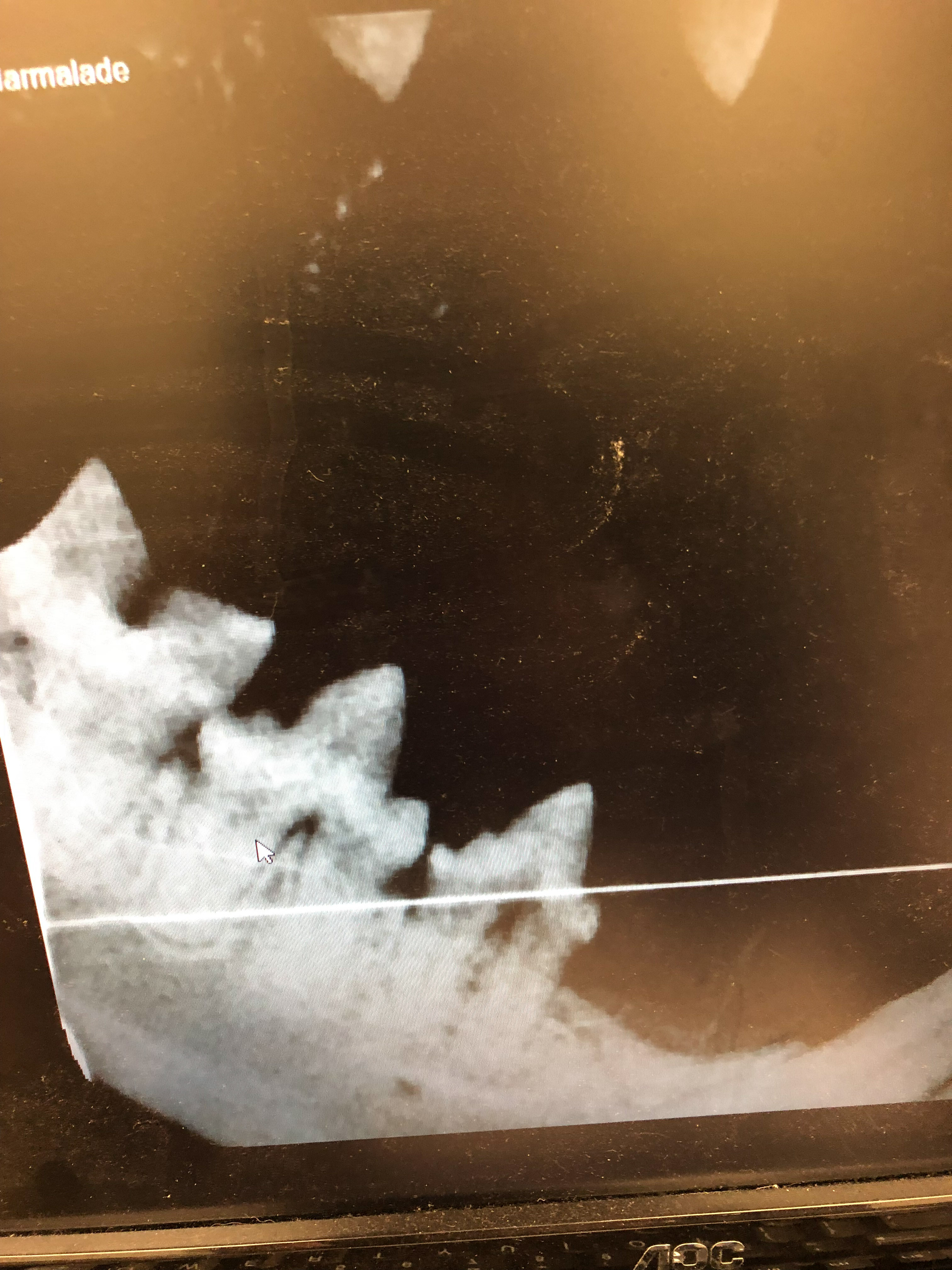 Marmalade's Dental X-rays