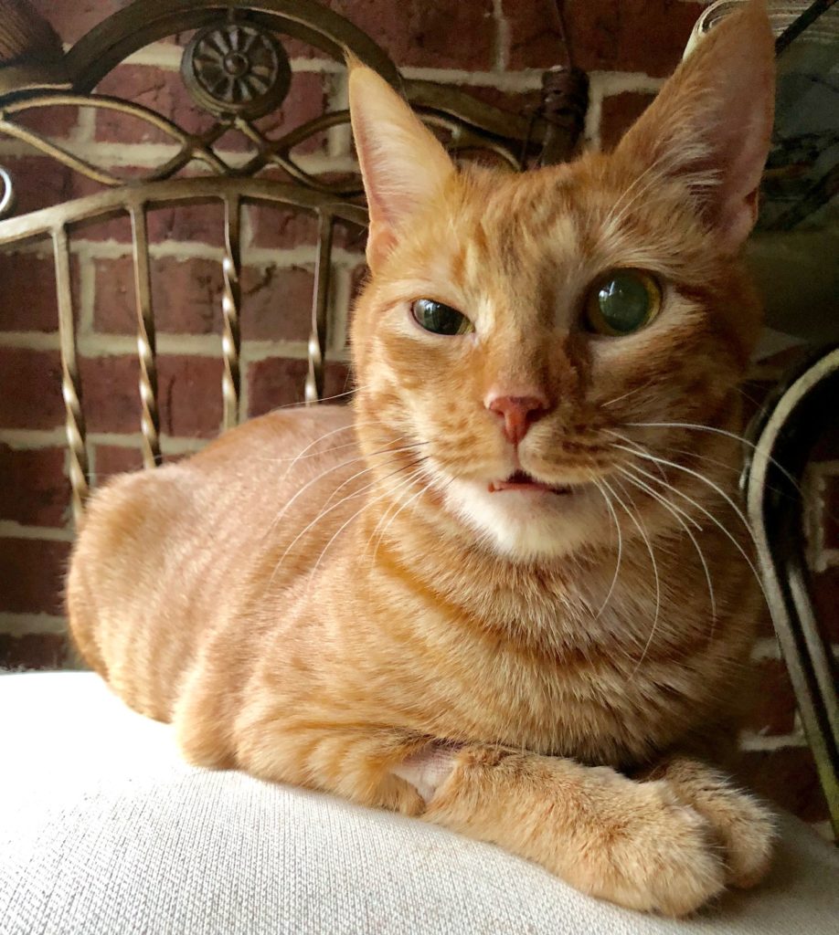 Marmalade's Dental Extraction Story The Recovery Tabs & Tidbits